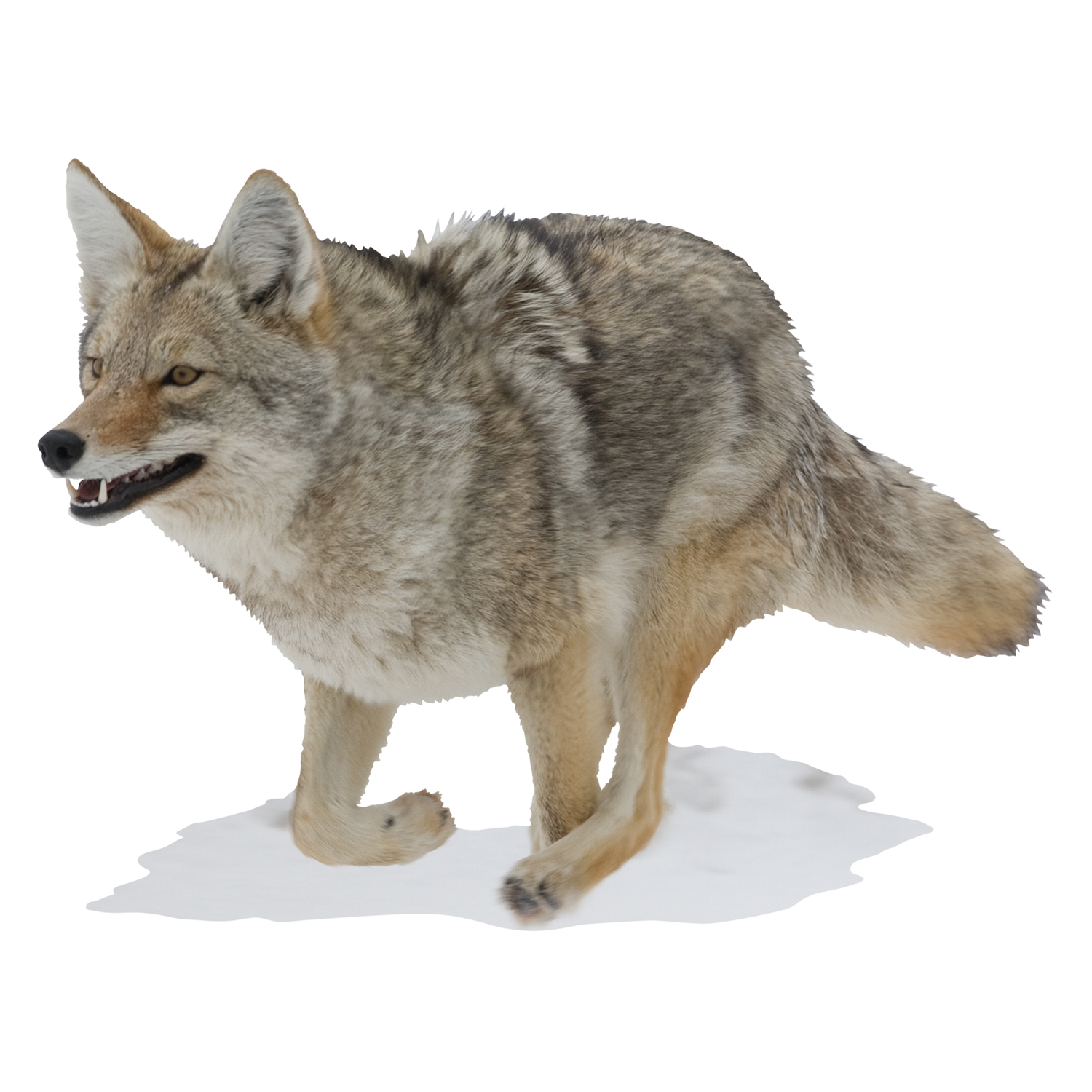 Running Coyote Cutout Mossy Oak Graphics