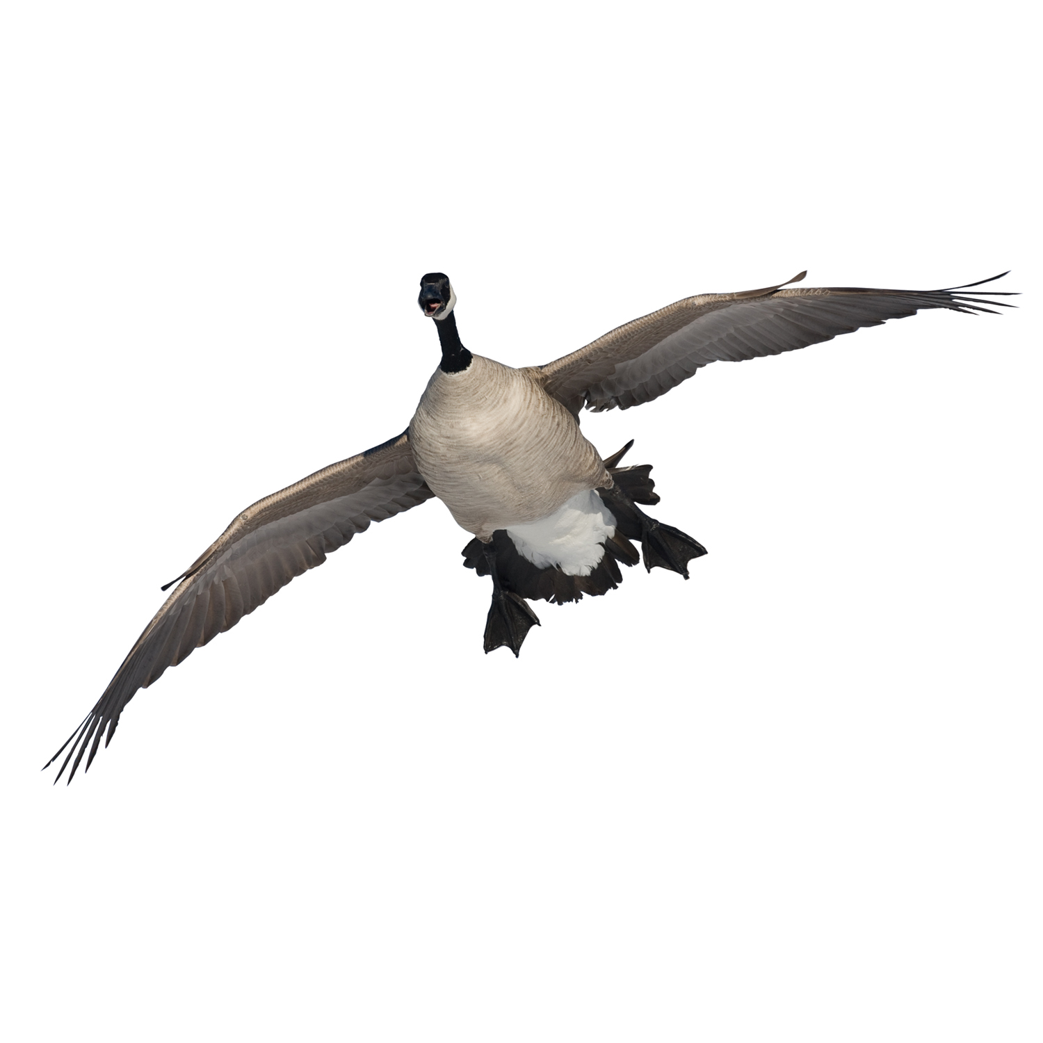 canada goose grå canada goose grå