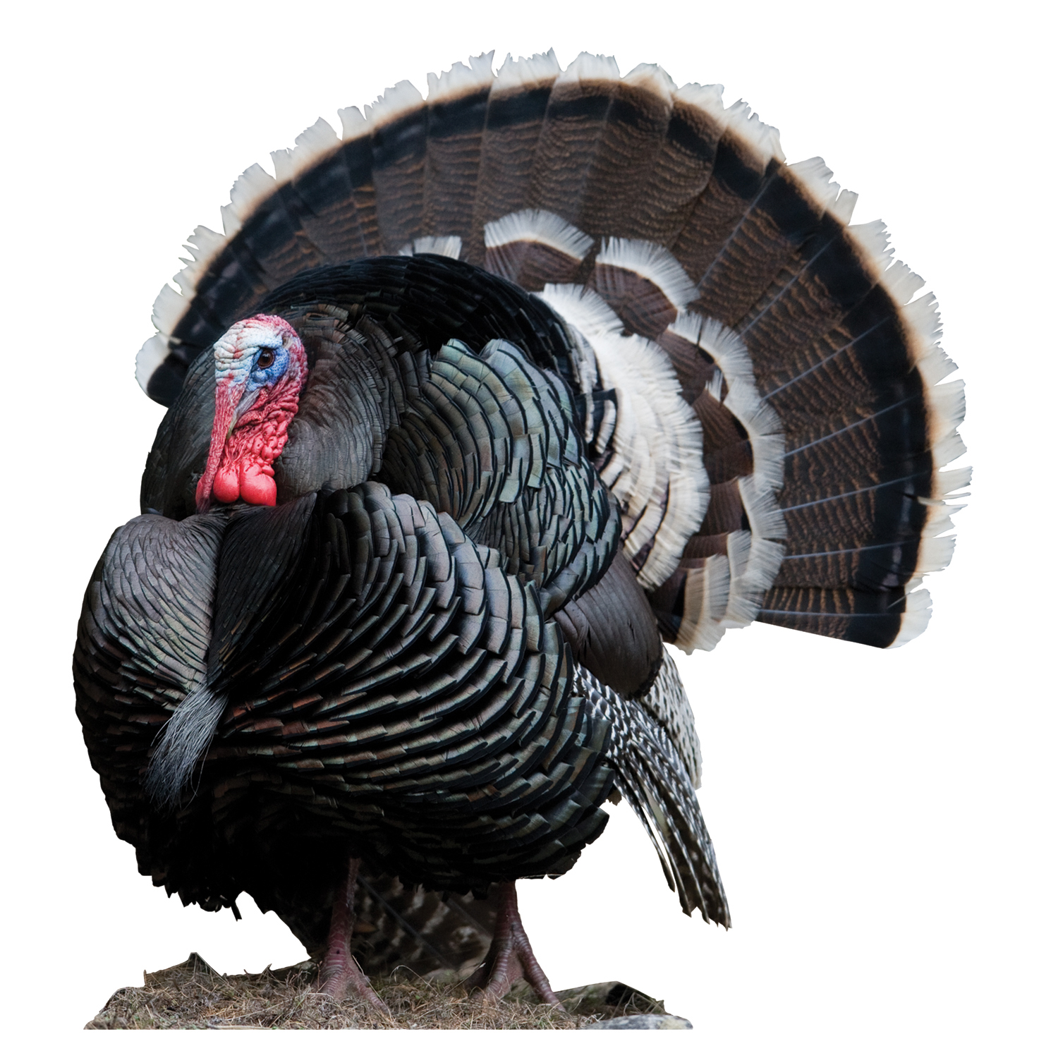 Strutting Merriam Wild Turkey Cutout Mossy Oak Graphics