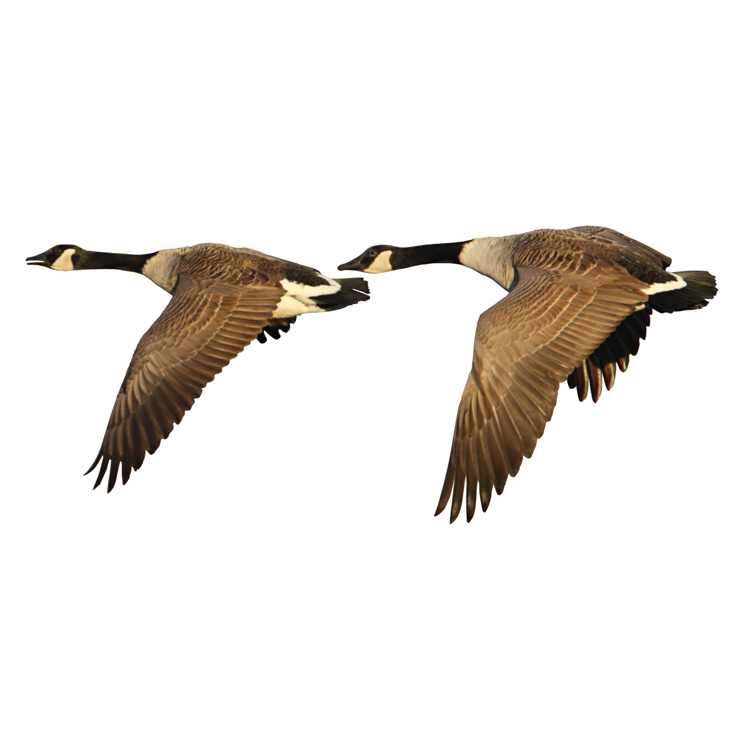 canada goose grå canada goose grå
