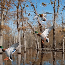 Hunting Wall Graphics Hunting Wall Decals Mossy Oak Graphics